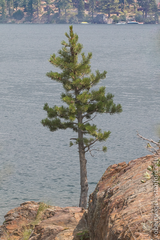 fallen leaf lake